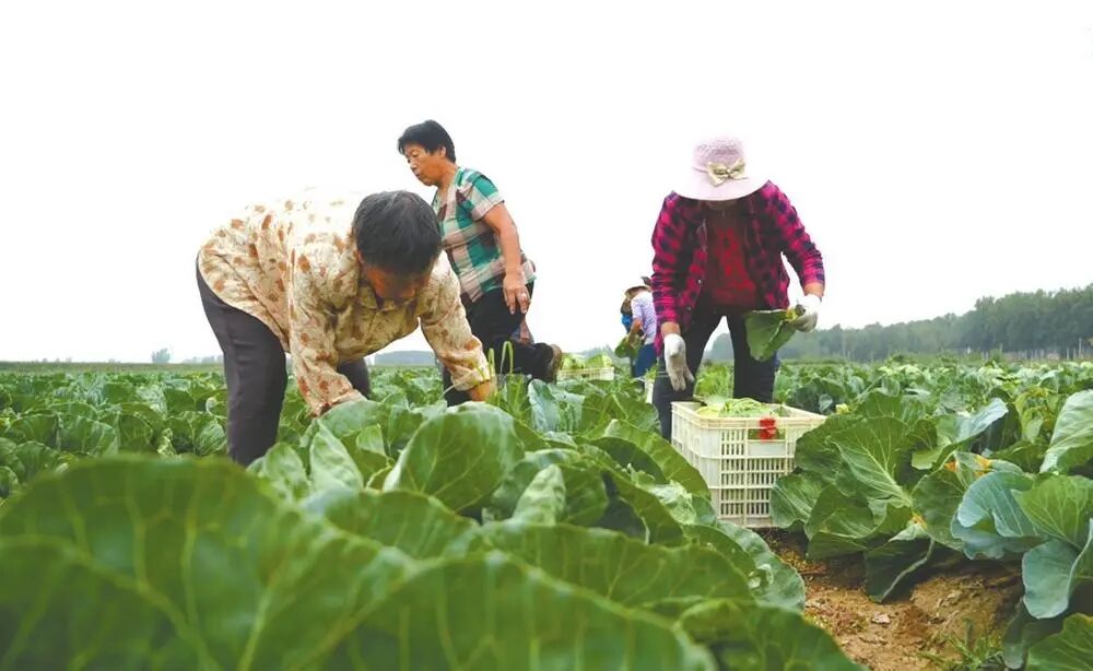 规模化种植 富民兴村